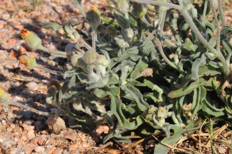 Andryala integrifolia / Lanutella